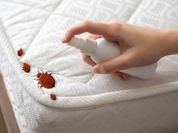 Flea Control Services in Denver, NC