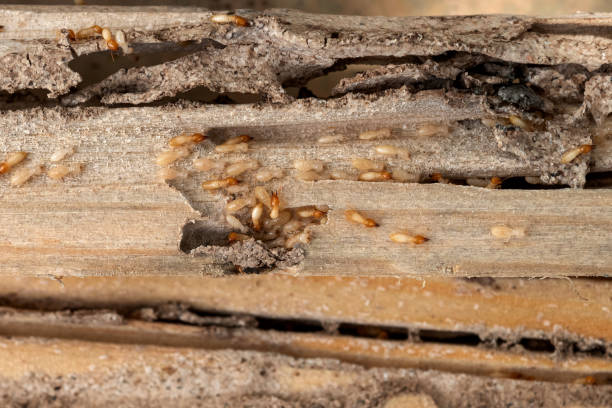 Best Exterminator Services  in Denver, NC